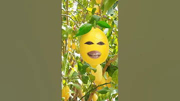 أنا الليمونة ياحلوين دوقوني بعد ماتعصوروني 