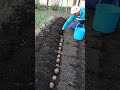 How to plant potatoes and get a lot of big tubers