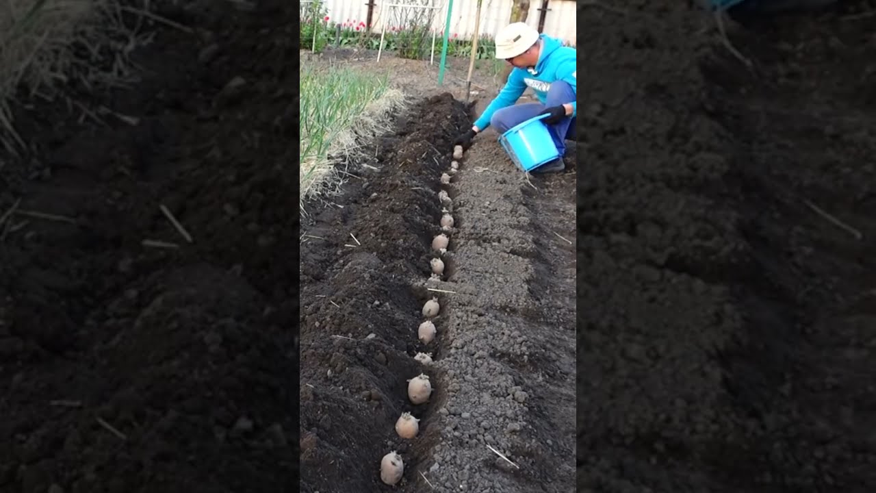 How To Plant Potatoes And Get A Lot Of Big Tubers