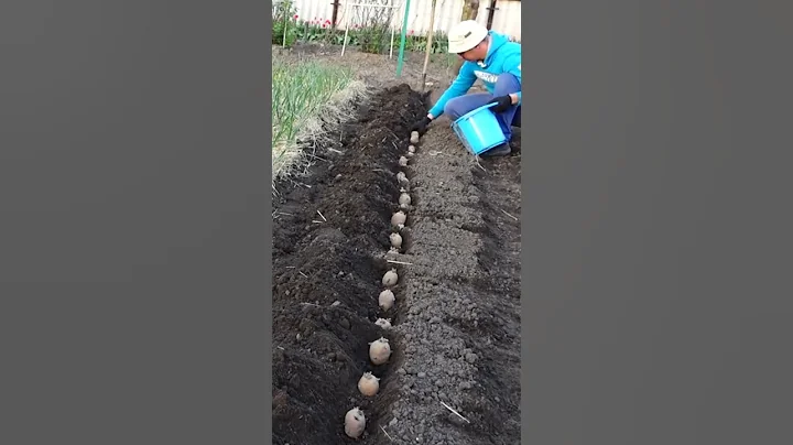 How to plant potatoes and get a lot of big tubers