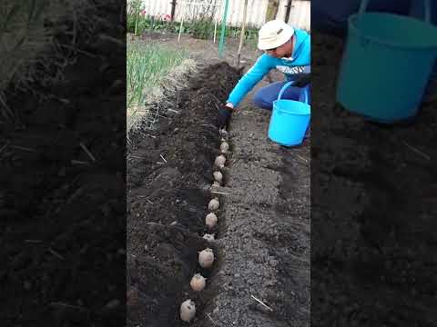 Video: Planting potatoes in Siberia. Timing, methods, necessary fertilizers