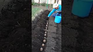 How to plant potatoes and get a lot of big tubers