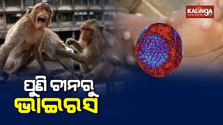 Monkey B: Another Virus From China Which Can Shake The World || Pulse @8 || Kalinga TV
