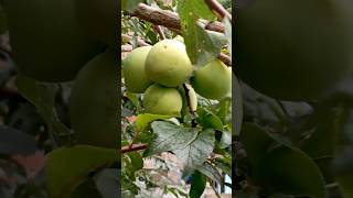 Peach fruits tree (aducha)  #shorts#ytshorts#video