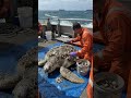 massive turtle barnacle remove.
