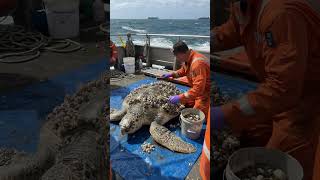 massive turtle barnacle remove.