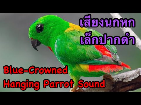 เสียงนกหกเล็กปากดำ Blue-Crowned Hanging Parrot Sound