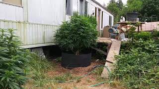 2019 Outdoor Cannabis grow tips. Ep15