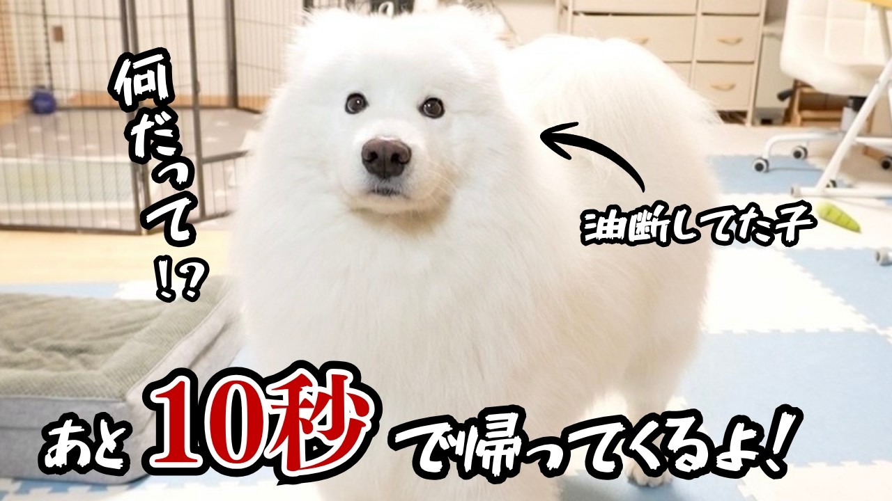 大好きなパパが10秒後に帰ってくると知った大型犬の反応が可愛すぎた