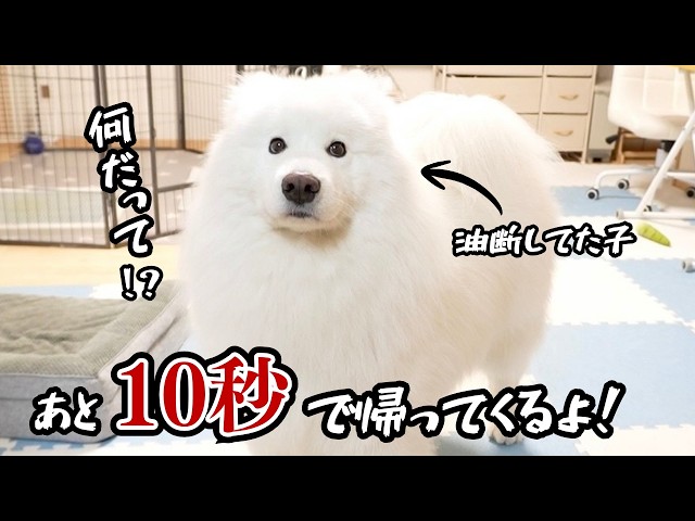 サモエドパパ 大好きなパパが10秒後に帰ってくると知った大型犬の反応が可愛すぎた