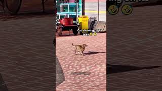 Download Lagu Cat Catching Fish With Amazing Skills #cat #fish MP3 Download Lagu Cat Catching Fish With Amazing Skills #cat #fish MP3