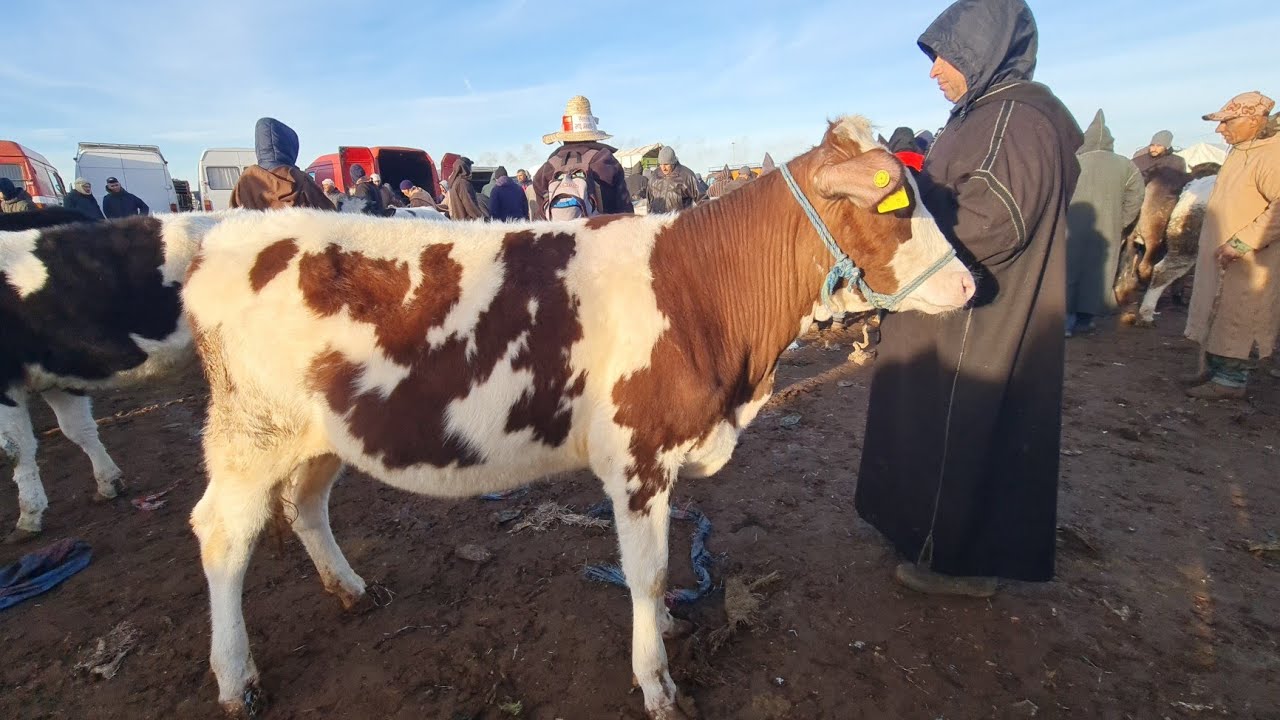 فصباح أربعاء فسوق مكناس لحوالى ونعجة وبقرات وعجول 2025/01/08