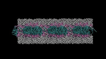 Spontaneous DPPC lipid bilayer formation using MD simulations