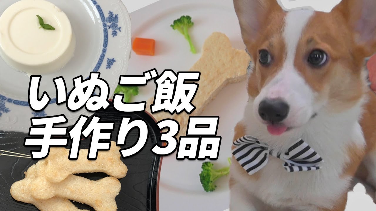 【コーギー 子犬】手作りおやつとご飯と「取っ手」に興奮したコーギーポパイの動画 YouTube