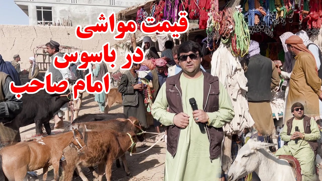 گزارش ویژه از نرخ ونوای مواشی در مالبازار بازار باسوس امام صاحب کندز | قیمت گوساله،اسپ، مرکب وگوسفند