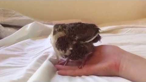 1 day - 6 weeks Quail timelapse