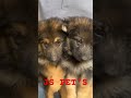 Top quality german shepherd puppys available jspets shorts shortviralshorts ytshorts