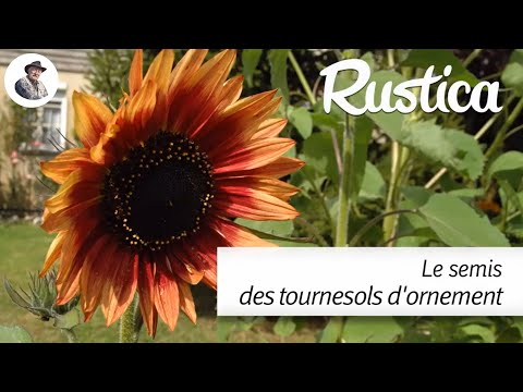 Vidéo: Variétés de tournesol populaires : en savoir plus sur les différents types de plants de tournesol