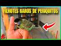 ATUALIZAÇÃO DOS FILHOTES RAROS DE PERIQUITO/ FORMEI UM CASAL NOVO