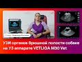 УЗИ органов брюшной полости собаке на УЗИ аппарате VETLIGA M30 Vet