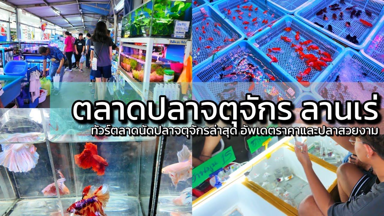 4K อัพเดทตลาดนัดปลาจตุจักรวันพุธ ตลาดขายส่งลานเร่ Wednesday Chatuchak Fish Wholesales Market