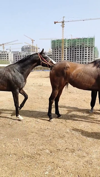 Horse Short Film #shorts