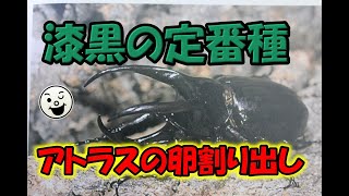 【割り出し】アトラスオオカブト