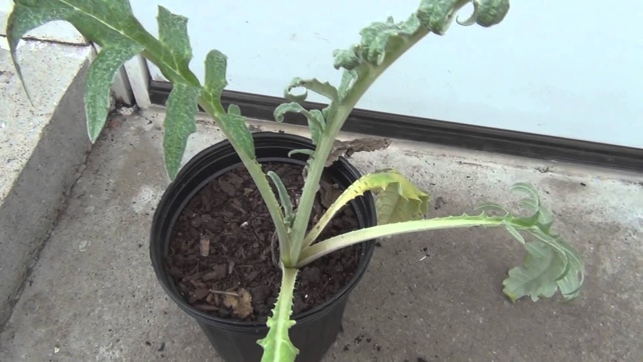 Growing artichokes YouTube