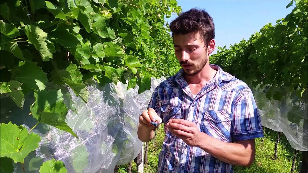 Thomas Niedermayr e i vitigni Piwi