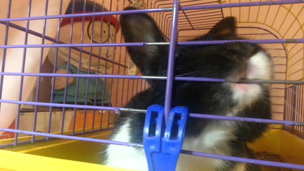 Пасик - YouTube