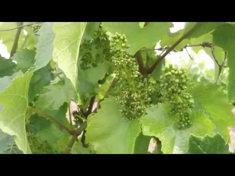 Video: Floración Gris En Las Uvas: En Bayas Y Hojas. ¿Cómo Procesar Si Las Uvas Están Cubiertas De Una Flor Gris?