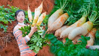 Use white radish and cowhide to make Chinese food, and the leaves to make sauerkraut | 野小妹wild girl 