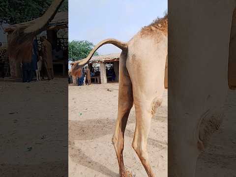 سوق جميل ومشهور في الصحراء بجمال الجمل