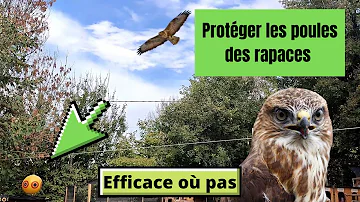 Comment une buse attaque les poules ?