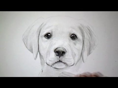 Vidéo: Comment Dessiner Un Chien En Colère