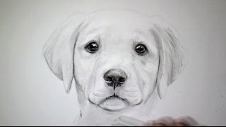 Comment Dessiner Un Chien Tutoriel Youtube