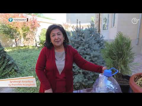 Video: Agave o'simlikini uyda etishtirish: uyda agaveni qanday saqlash kerak