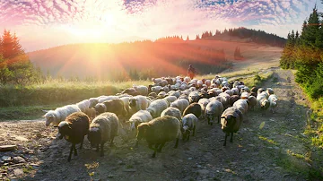 Können Schafe Menschen erkennen?