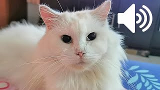 REAL FEMALE CAT IN HEAT SOUND - PRANK YOUR PETS by My Kitty Diary 4,043 views 1 year ago 3 minutes, 12 seconds