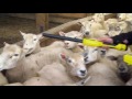 Crawford Lamb Breeding and Finishing