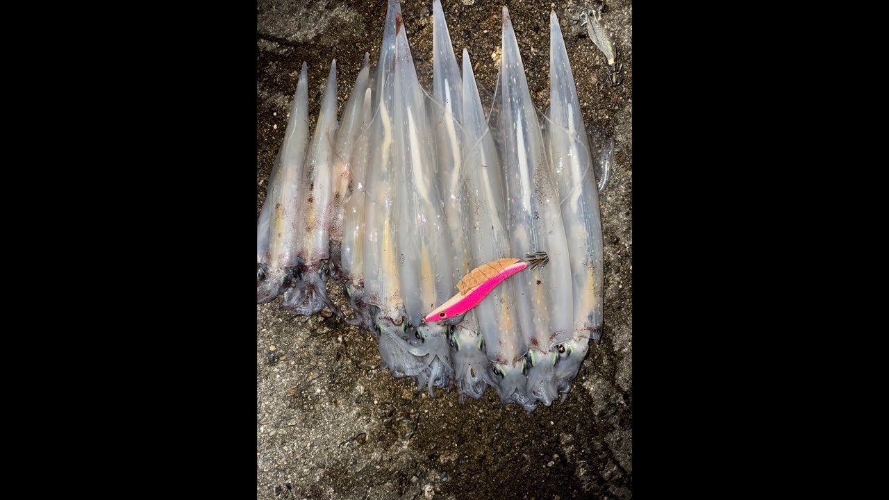 また冬に逆戻り！？なエギングコメントくれるとうれしいです♪