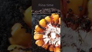 time lapse biji jagung #timelapse #tanaman #jagung