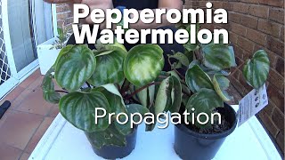 Pepperomia Propagation