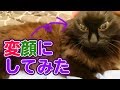 飼い猫に「バカ」って言われたので変顔にしてやりました【言葉をしゃべる猫】