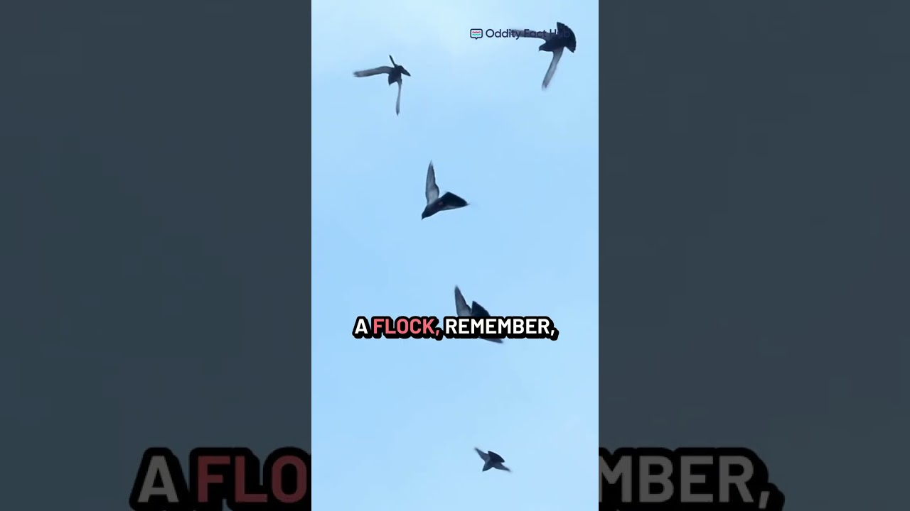 🐦 How Birds Fly in Sync Without Crashing!