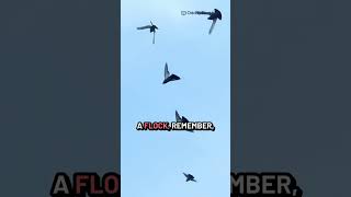 🐦 How Birds Fly in Sync Without Crashing!