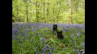 Affenpinschers living the BEST life & having some Blue Bell Woodland FUN