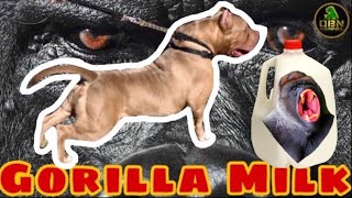 DIY Dog Supplement: Gorilla Milk