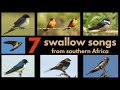 7 SWALLOW SONGS from southern Africa