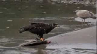 Squamish Bald Eagles- 2013